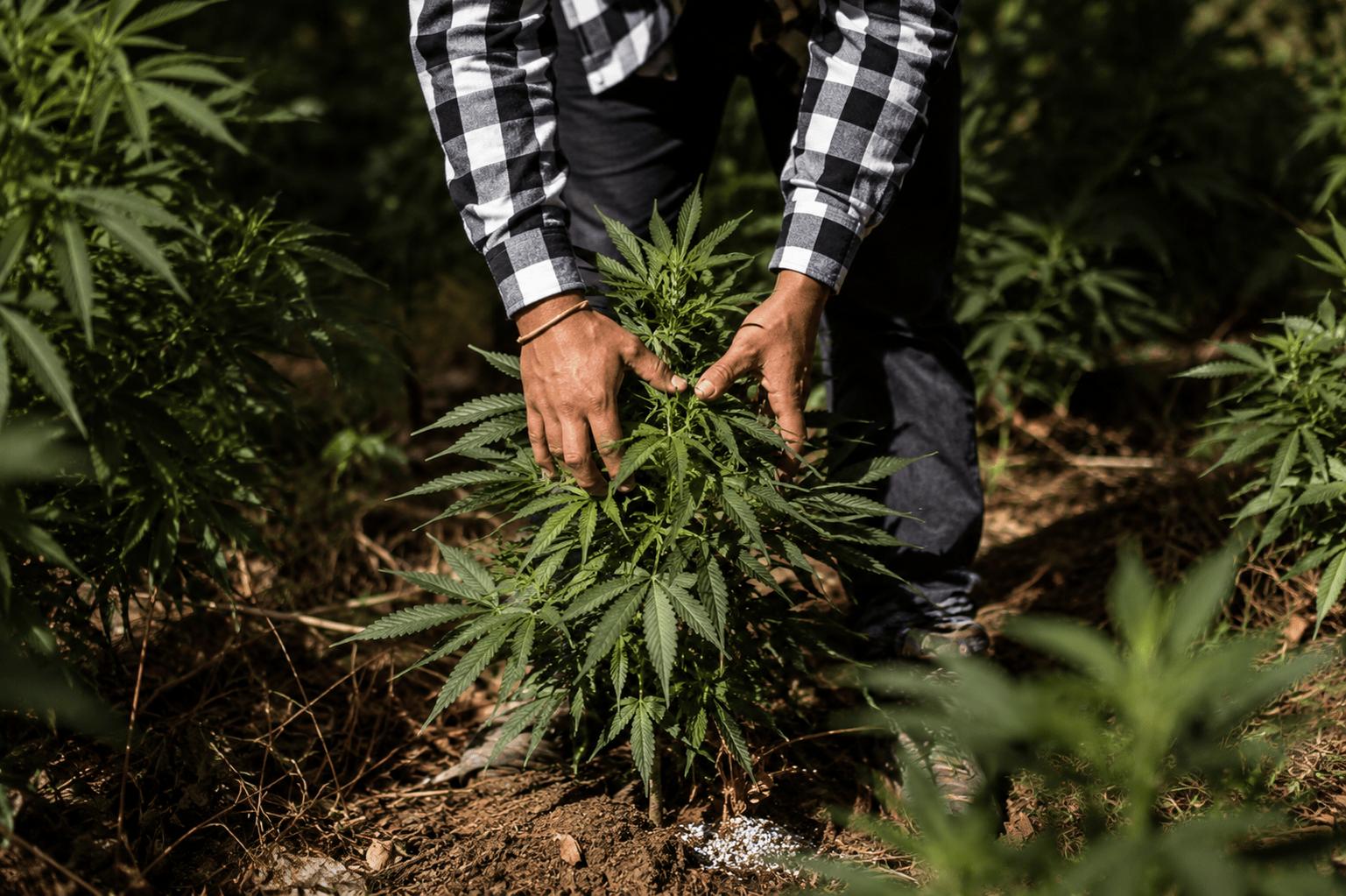 Hand-picked cannabis flower from licensed Thai farms