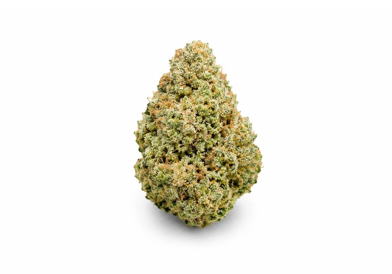 Khalifa Kush cannabis strain at Weed Keeper Samui